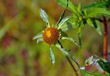 Bidens radiata