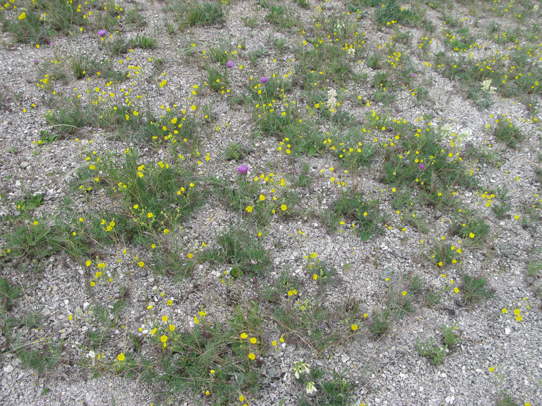 Изображение особи Potentilla volgarica.