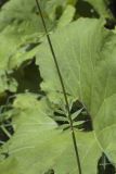 Valeriana officinalis