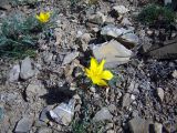 Tulipa talassica