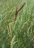 Carex riparia