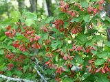 Acer tataricum