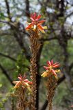 Aloe lutescens