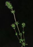 Parentucellia latifolia. Цветущее растение. Азербайджан, Масаллинский р-н. 14.04.2010.