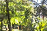 Colletia spinosissima. Ветви плодоносящего растения. Абхазия, г. Сухум, Сухумский ботанический сад, в культуре. 14.05.2021.