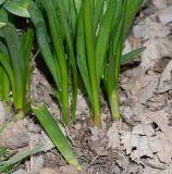 Leucojum aestivum