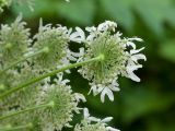 Heracleum mantegazzianum. Соцветие-зонтик (вид со стороны обёртки). Краснодарский край, Апшеронский р-н, гора Черногор, ≈ 1000 м н.у.м., смешанный буково-пихтовый лес, в зарослях вдоль старой лесовозной дороги. 06.07.2019.