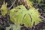 Aconitum septentrionale