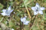 Lomatogonium carinthiacum. Верхушка цветущего растения. Узбекистан, Наманганская обл., Папский р-н, местность Арашан, окр. термального источника, каменисто-щебнистый склон. 11.07.2023.