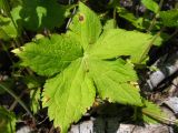 Geranium gracile