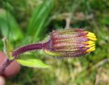 Arnica montana