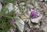 Astragalus onobrychis