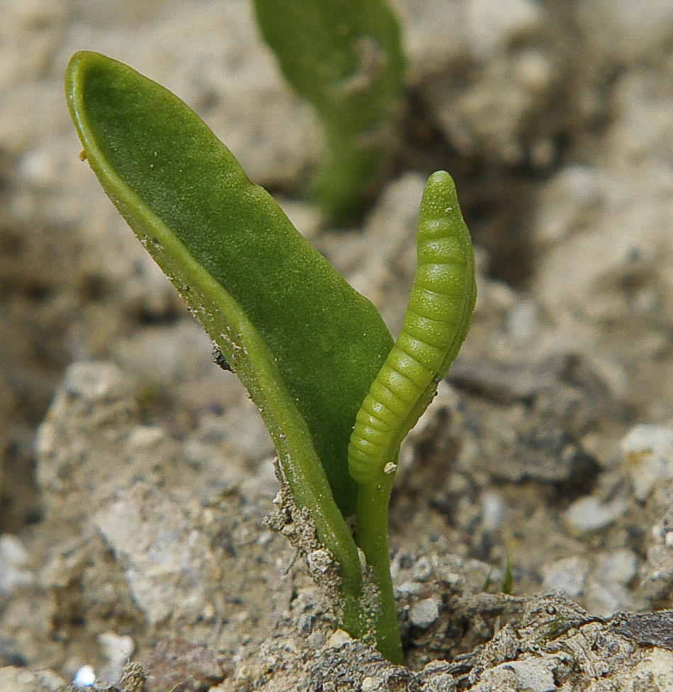 Изображение особи Ophioglossum thermale.