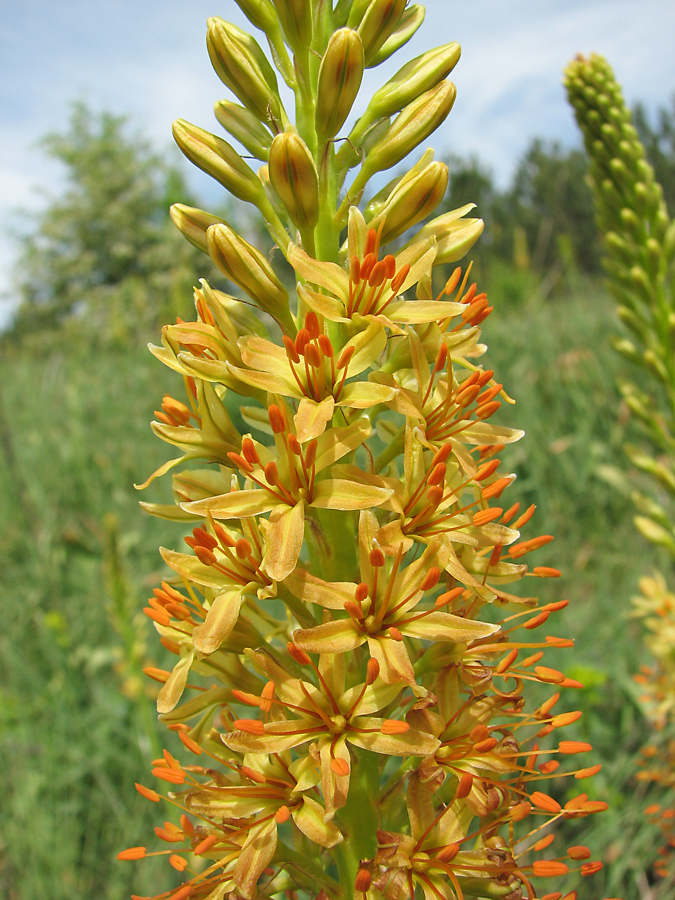 Изображение особи Eremurus spectabilis.