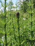 Equisetum fluviatile