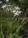 Dianthus borussicus. Верхушки побегов с цветками и бутонами. Ленинградская обл., Лужский р-н, 136 км шоссе М-20, сухой сосняк. 30.06.2012.