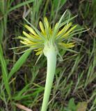 Tragopogon dubius ssp. desertorum