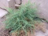 Alhagi maurorum. Вегетирующее растение. Египет, Луксор, руины Карнакского храма. 29.04.2010.