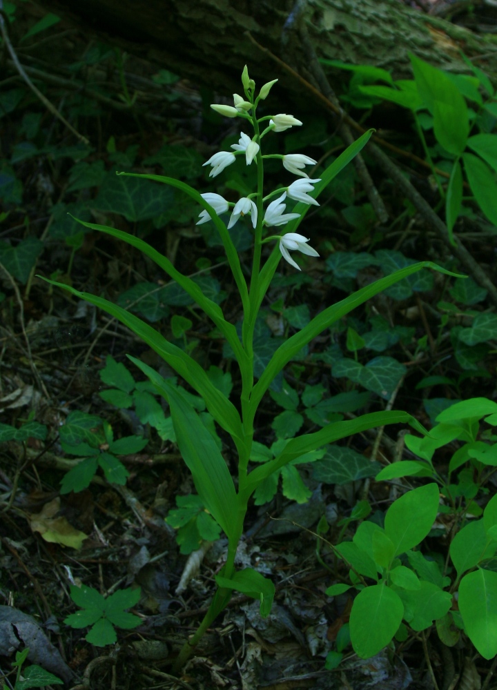 Изображение особи Cephalanthera longifolia.