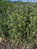 Alyssum hirsutum