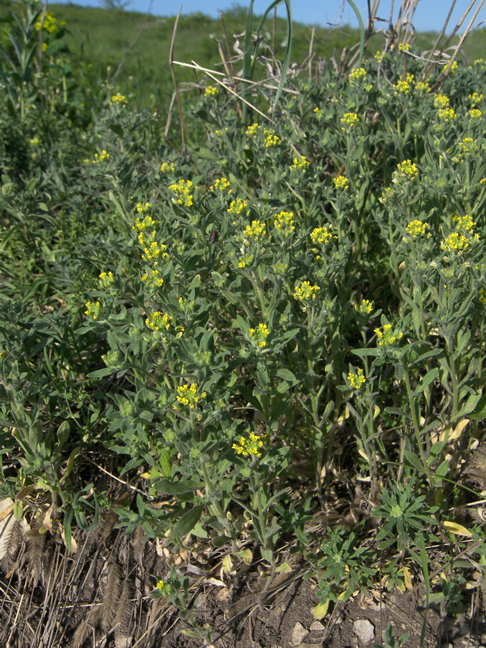 Изображение особи Alyssum hirsutum.