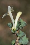 Lonicera humilis