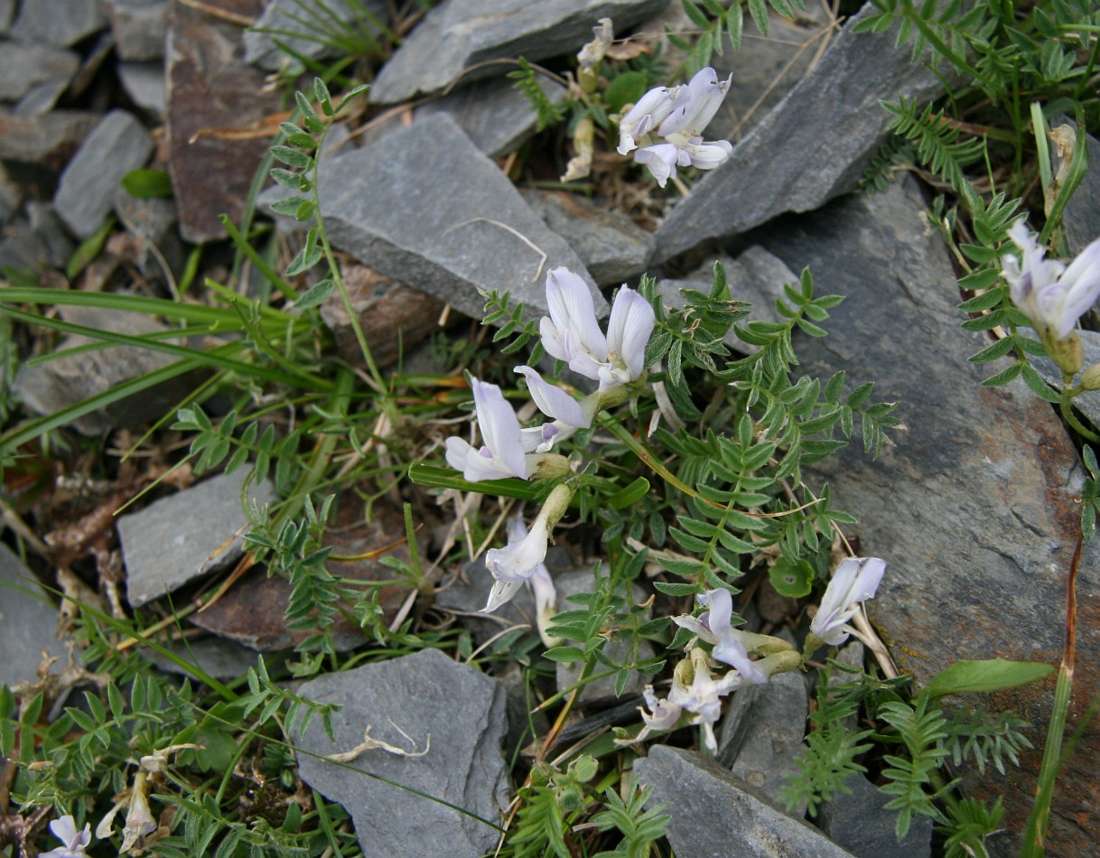 Изображение особи Astragalus frickii.