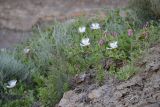 Capparis herbacea