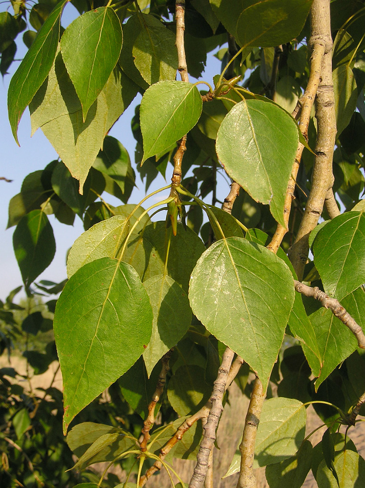 Изображение особи Populus &times; sibirica.