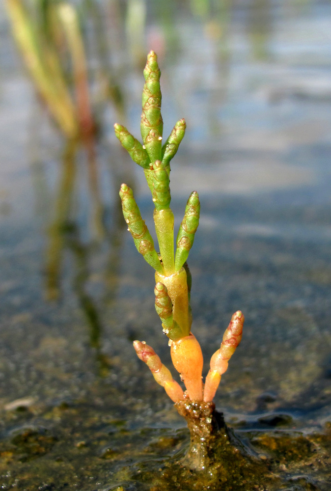 Изображение особи Salicornia europaea.