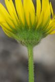 Doronicum turkestanicum