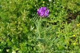 Astragalus austroaltaicus