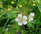 Geranium erianthum