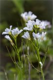 Cardamine amara. Соцветия с незрелыми плодами. Ленинградская обл., Ломоносовский р-н, исток р. Лопухинка. 22.06.2014.