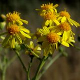 Senecio grandidentatus