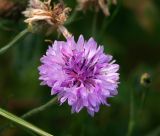 Centaurea cyanus