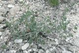 Linaria cretacea. Растение, поражённое галлообразующим насекомым (вздутия на стебле - галлы). Волгоградская область, Калачевский район, долина р. Большая Голубая, меловые горы, 04.06.2005.