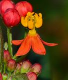 Asclepias curassavica