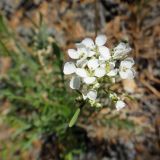 Smelowskia alba. Соцветие. Иркутская обл., Ольхонский р-н, побережье Малого Моря (оз. Байкал), окр. мыса Улан-Хан, опушка леса, у дороги. 11.07.2015.