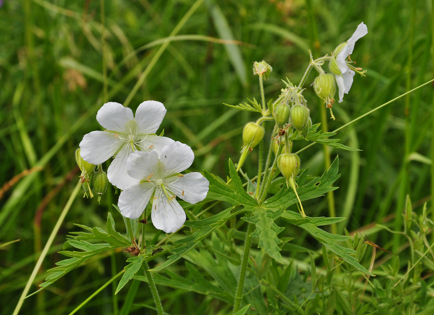 Изображение особи Geranium pratense.