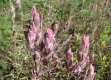 Castilleja rubra