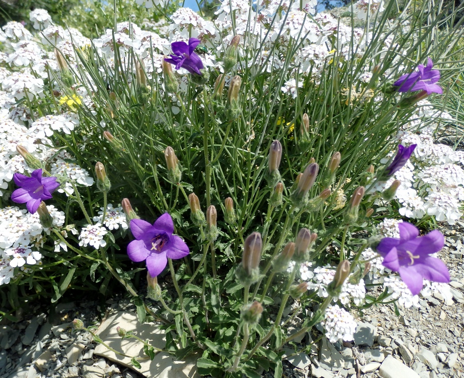 Изображение особи Campanula komarovii.