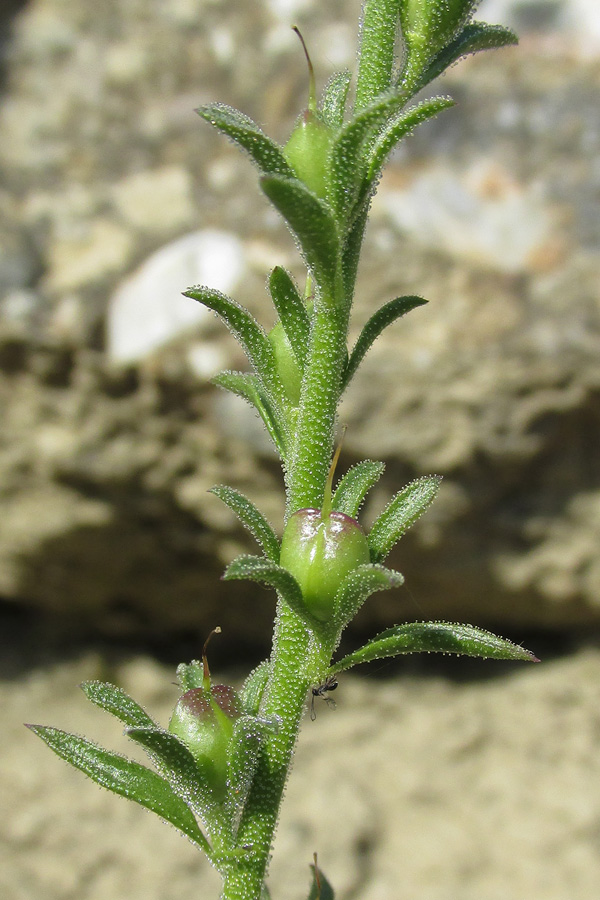 Изображение особи Verbascum orientale.