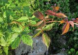 Rubus hirtus