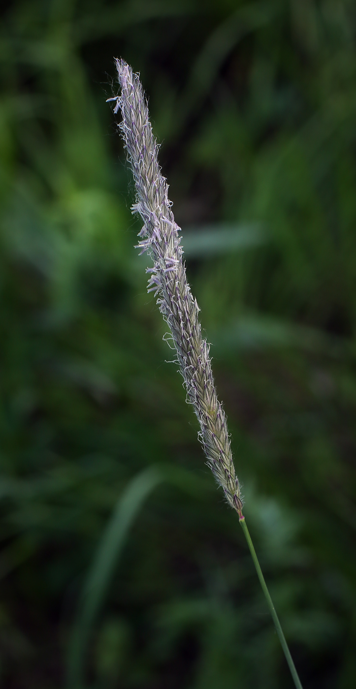 Изображение особи Alopecurus pratensis.