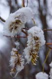 Salix pentandra. Соплодия. Средний Урал, Пермский край, Добрянский р-н, 5 км от ст. Ярино, обочина лесной дороги. 23 октября 2016 г.