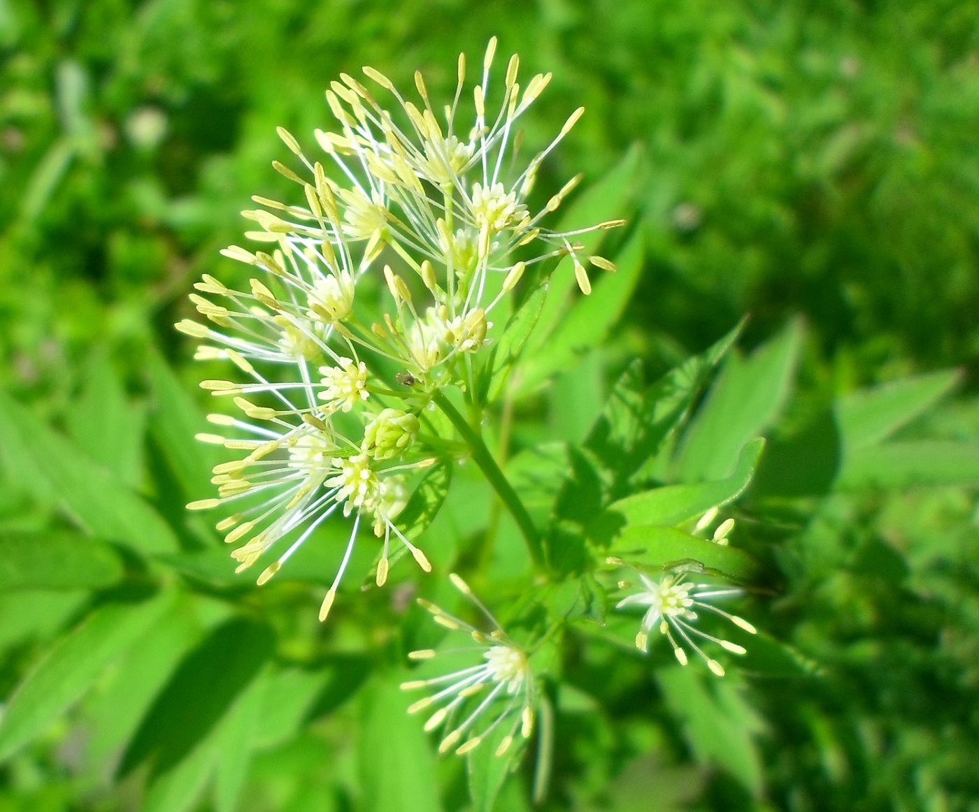 Image of Thalictrum flavum specimen.