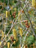 Duschekia fruticosa. Часть веточки с мужскими соцветиями-серёжками и прошлогодними соплодиями. Иркутская обл., Шелеховский р-н, окр. с. Шаманка, сосново-берёзовый лес, обочина дороги. 17.05.2016.