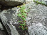 Rhodiola integrifolia. Отцветающее растение в расщелине скалы в сообществе с Potentilla. Магаданская обл., окр. Магадана, бухта Нагаева, мкр-н Марчекан, берег моря. 03.07.2015.