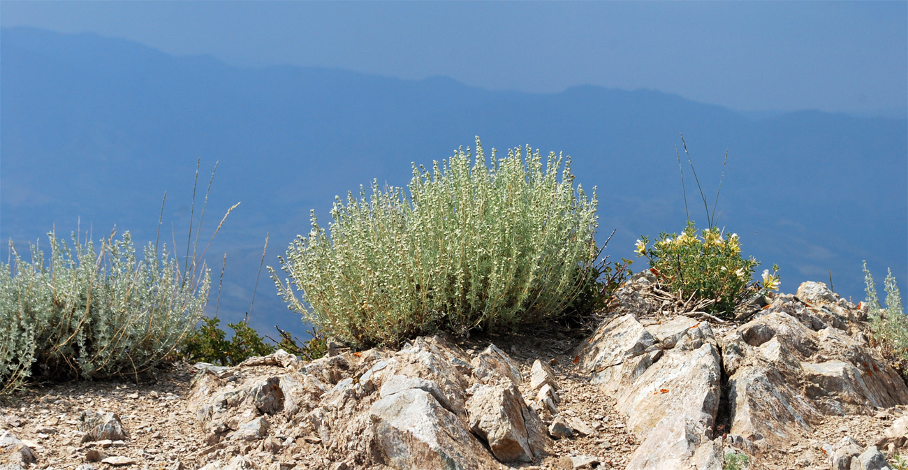 Изображение особи Artemisia persica.